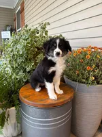 Miniature Australian Shepherd, a female Miniature Australian Shepherd for sale in Cleveland, MO – 5 of 5