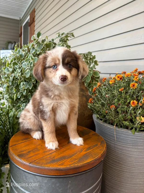Miniature Australian Shepherd – Miniature Australian Shepherd puppy for sale in Cleveland, MO