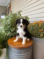 Miniature Australian Shepherd, a female Miniature Australian Shepherd for sale in Cleveland, MO – 3 of 5