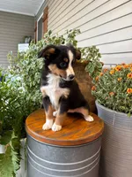Miniature Australian Shepherd, a female Miniature Australian Shepherd for sale in Cleveland, MO – 4 of 5