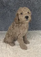 processed/291ef4ce-1674-488c-89c2-d7b5644f92c6/listing/8f2bc38f-614b-4d6a-8e6d-abe1a54674f5/ca2a1f2b-77bb-4032-9185-f167ed4d7418