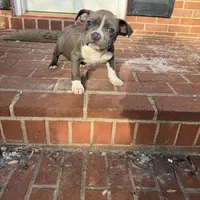 Mini , a female American Bully for sale in Upper Marlboro, MD – Photo 6 of 6