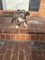 Blue, a female American Bully for sale in Upper Marlboro, MD – Photo 6 of 6