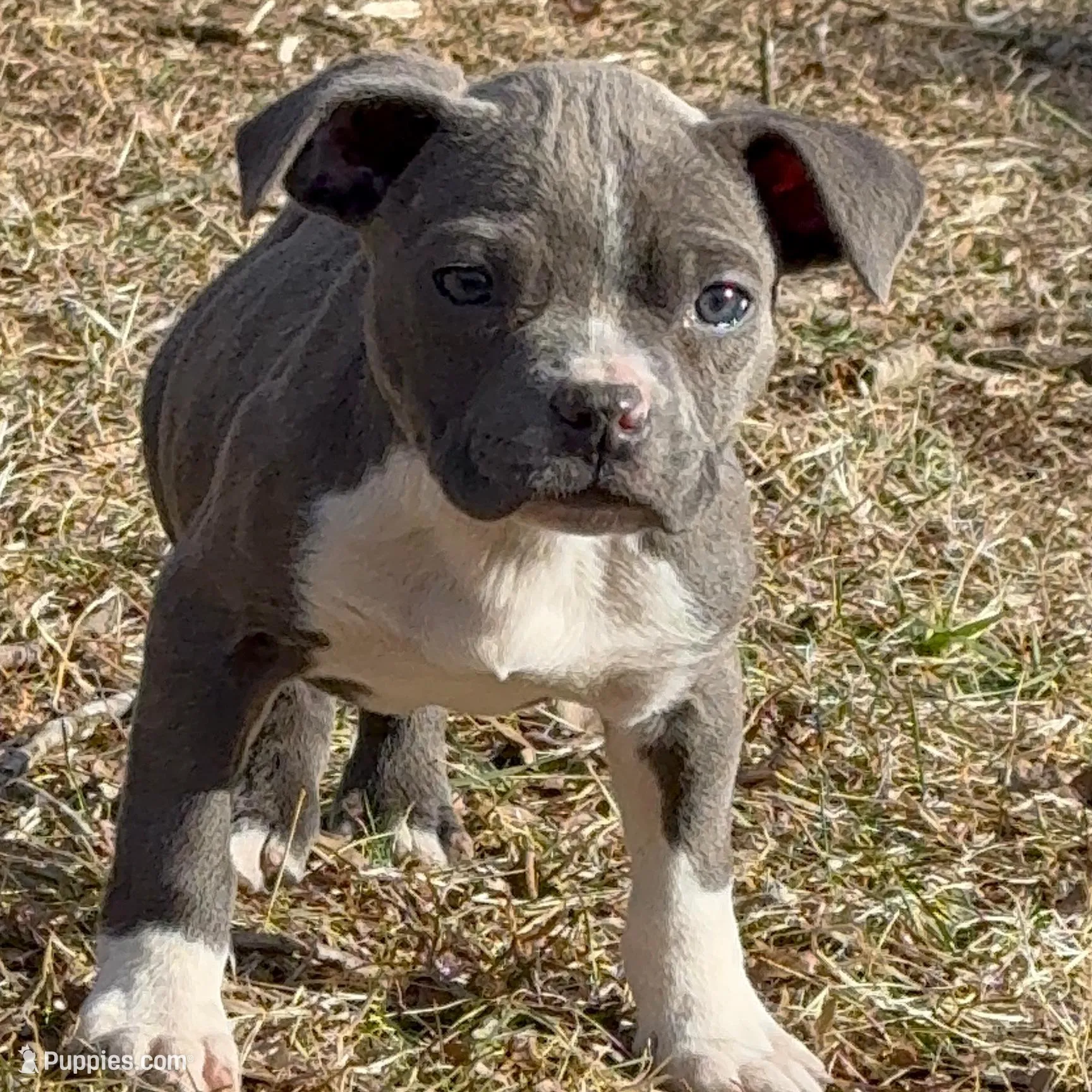 Blue, a female American Bully for sale in Upper Marlboro, MD – Photo 2 of 6