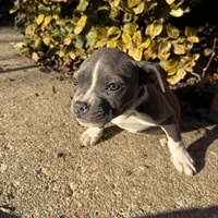 Mini , a female American Bully for sale in Upper Marlboro, MD – Photo 4 of 6