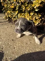 Blue, a female American Bully for sale in Upper Marlboro, MD – Photo 4 of 6