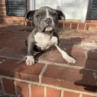 Mini , a female American Bully for sale in Upper Marlboro, MD – Photo 3 of 6