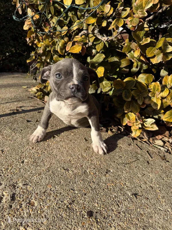 Blue, a female American Bully for sale in Upper Marlboro, MD – Photo 1 of 6
