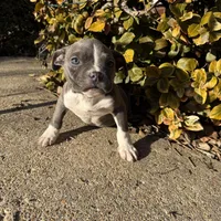 Mini , a female American Bully for sale in Upper Marlboro, MD – Photo 1 of 6