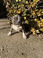Blue, a female American Bully for sale in Upper Marlboro, MD – Photo 1 of 6
