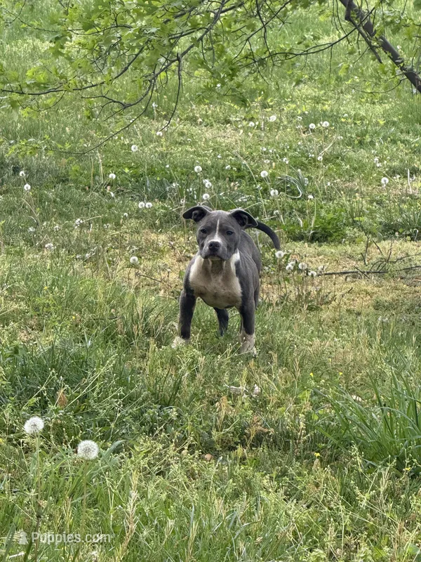 Mini  – American Bully puppy for sale in Upper Marlboro, MD