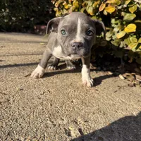 Mini , a female American Bully for sale in Upper Marlboro, MD – Photo 5 of 6