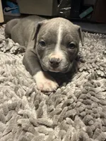 Misa, a female American Bully for sale in Upper Marlboro, MD – Photo 3 of 7