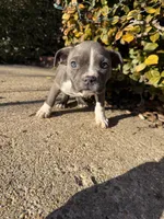 Blue, a female American Bully for sale in Upper Marlboro, MD – Photo 3 of 3