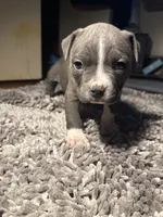 Misa, a female American Bully for sale in Upper Marlboro, MD – Photo 7 of 7