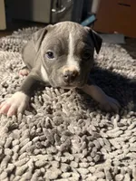 Misa, a female American Bully for sale in Upper Marlboro, MD – Photo 5 of 7
