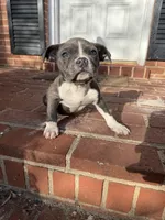 Blue, a female American Bully for sale in Upper Marlboro, MD – Photo 2 of 3