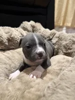 Misa, a female American Bully for sale in Upper Marlboro, MD – Photo 6 of 7