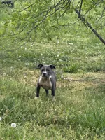 Mini, a female American Bully for sale in Upper Marlboro, MD – Photo 3 of 3