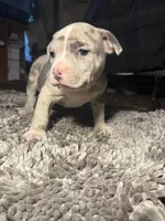 Gabbana, a female American Bully for sale in Upper Marlboro, MD – Photo 2 of 8