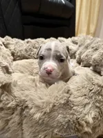 Gabbana, a female American Bully for sale in Upper Marlboro, MD – Photo 1 of 8
