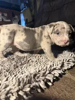Gabbana, a female American Bully for sale in Upper Marlboro, MD – Photo 4 of 8