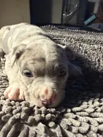 Gabbana, a female American Bully for sale in Upper Marlboro, MD – Photo 7 of 8