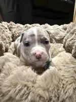 Gabbana, a female American Bully for sale in Upper Marlboro, MD – Photo 3 of 8