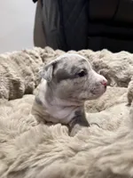 Gabbana, a female American Bully for sale in Upper Marlboro, MD – Photo 8 of 8