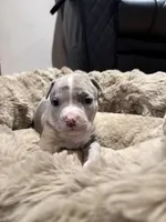 Gabbana, a female American Bully for sale in Upper Marlboro, MD – Photo 6 of 8