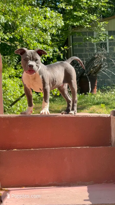 Mini – American Bully puppy for sale in Upper Marlboro, MD