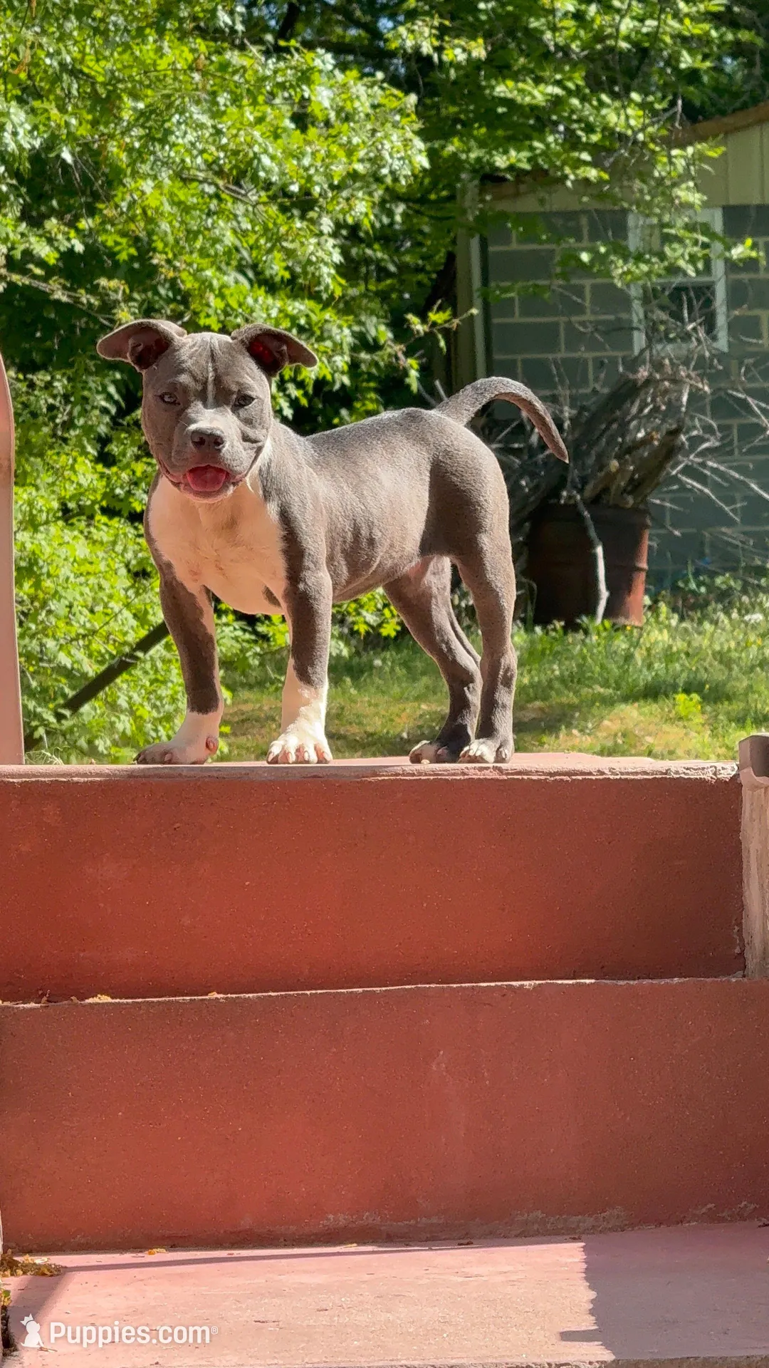 Mini, a female American Bully for sale in Upper Marlboro, MD – Photo 1 of 3