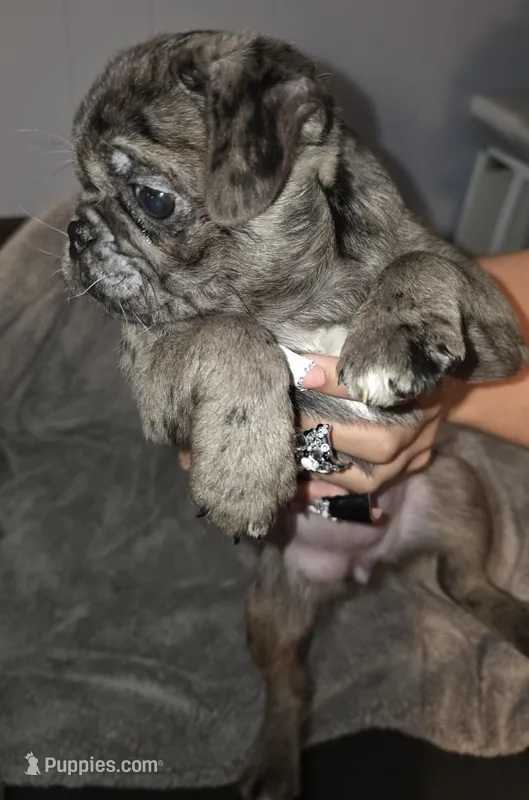 Penelope  – Pug puppy for sale in Winston-Salem, NC