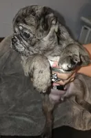 Penelope , a female Pug for sale in Winston-Salem, NC – Photo 4 of 4