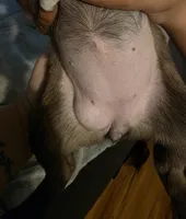 Penelope , a female Pug for sale in Winston-Salem, NC – Photo 2 of 4