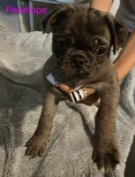 Penelope , a female Pug for sale in Winston-Salem, NC – Photo 3 of 4