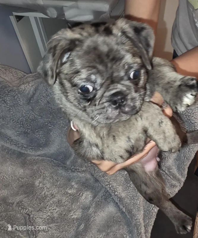 Penelope , a female Pug for sale in Winston-Salem, NC – Photo 1 of 4