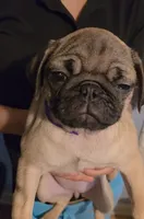 Bebe, a female Pug for sale in Winston-Salem, NC – Photo 5 of 5