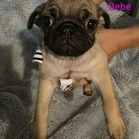 Bebe, a female Pug for sale in Winston-Salem, NC – Photo 2 of 5
