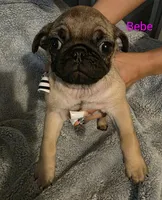 Bebe, a female Pug for sale in Winston-Salem, NC – Photo 1 of 2