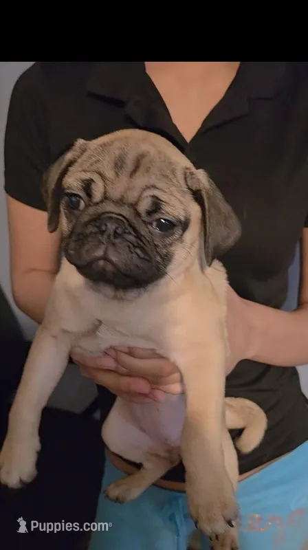 Bebe – Pug puppy for sale in Winston-Salem, NC