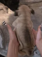 Bebe, a female Pug for sale in Winston-Salem, NC – Photo 2 of 2