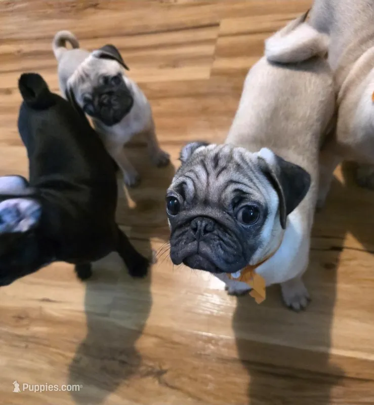 Sweet Potato – Pug puppy for sale in Winston-Salem, NC