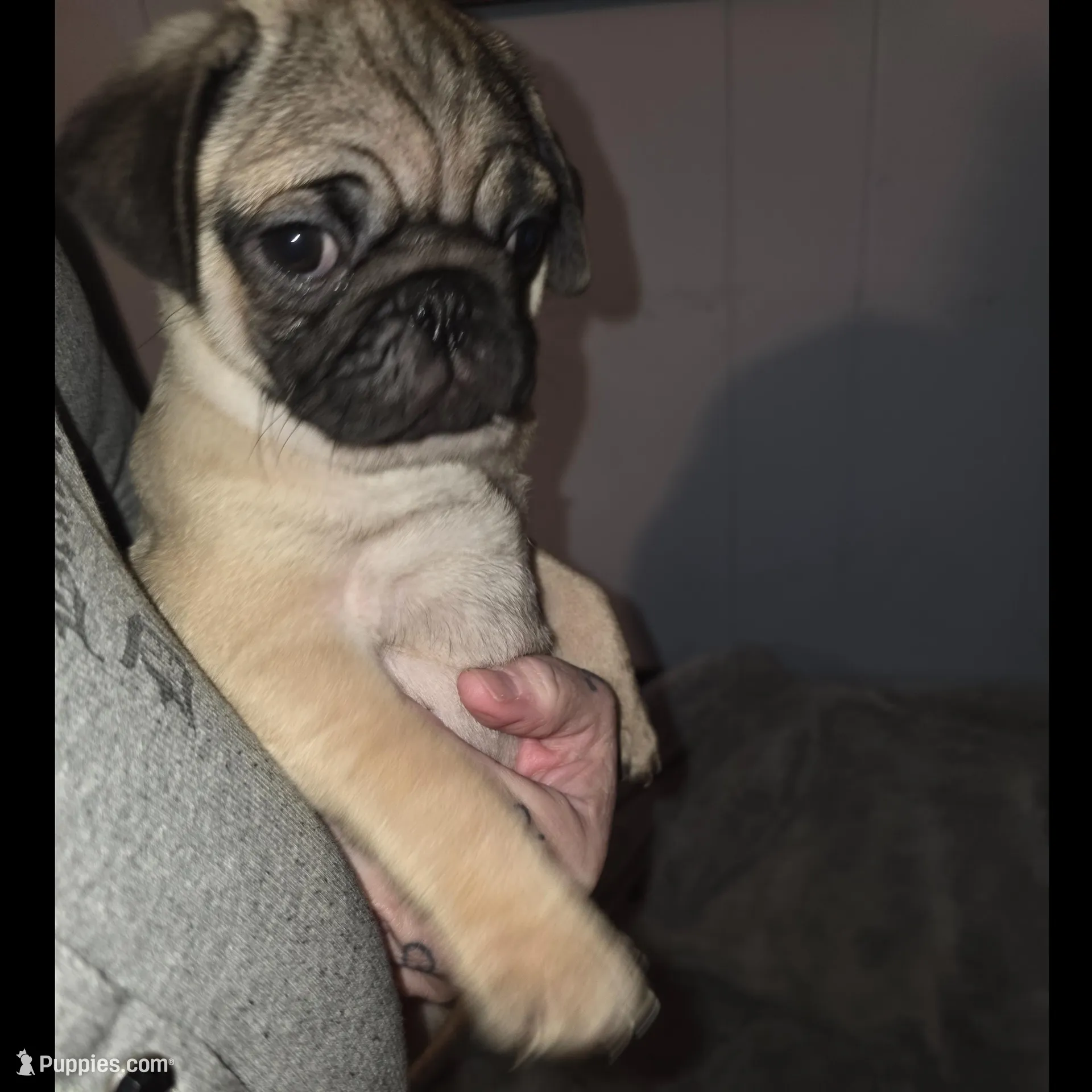 Sweet Potato, a male Pug for sale in Winston-Salem, NC – Photo 1 of 2