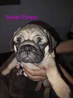 Sweet Potato, a male Pug for sale in Winston-Salem, NC – Photo 2 of 2