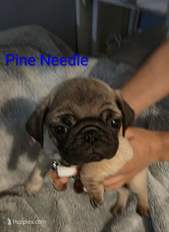 Pine Needle, a male Pug for sale in Winston-Salem, NC – Photo 1 of 1