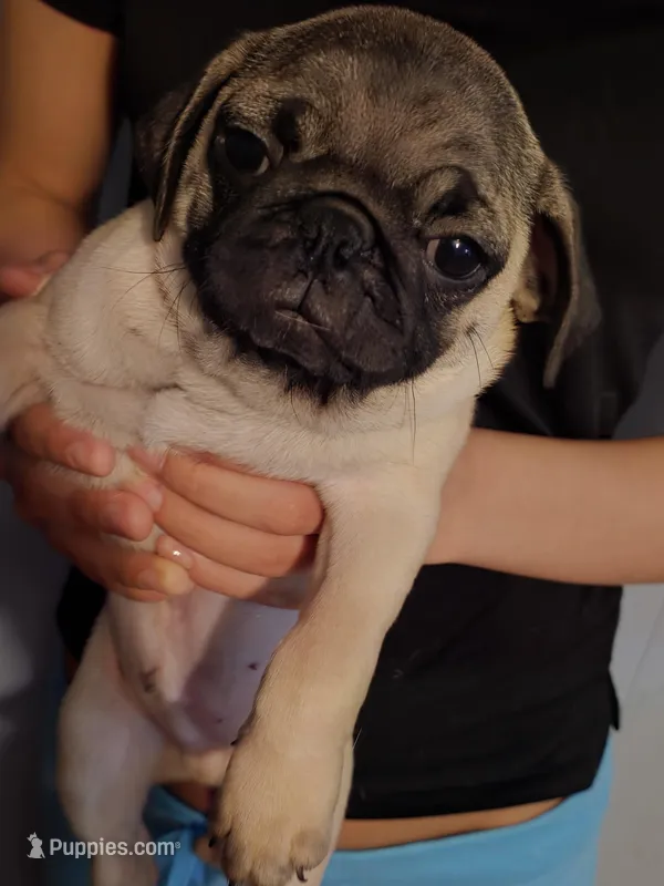 Pine Needle – Pug puppy for sale in Winston-Salem, NC