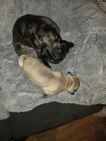 Tatertot, a male Pug for sale in Winston-Salem, NC – Photo 2 of 2