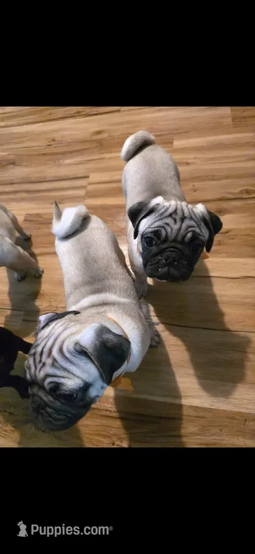 Tatertot – Pug puppy for sale in Winston-Salem, NC