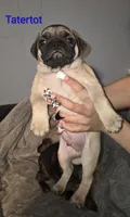 Tatertot, a male Pug for sale in Winston-Salem, NC – Photo 1 of 2